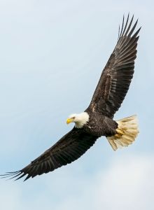 A bird with brown wings glides against a pale blue sky, its wings spread wide as it soars gracefully.
