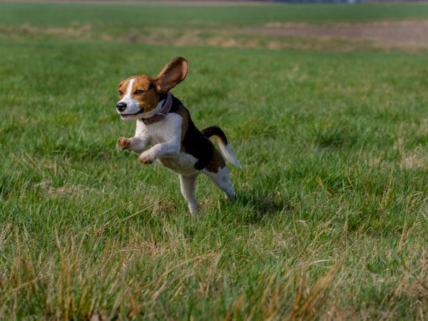 A happy beagle is running across a grassy field, ears flapping as it sprints toward something in the distance.