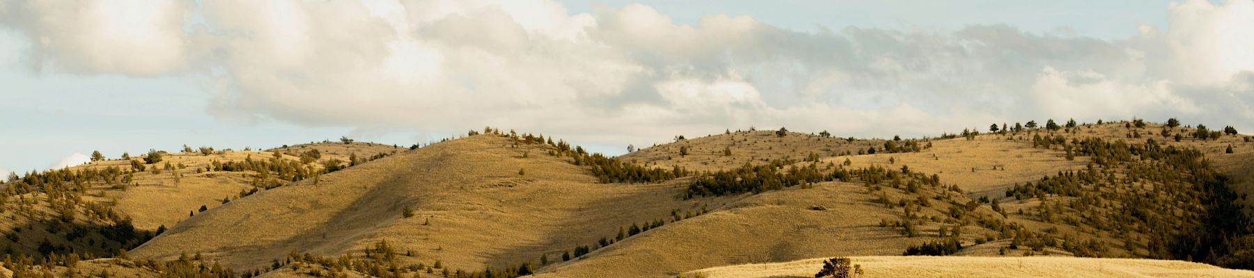Rolling golden hills with patchy shrubs and trees under a cloudy sky, stretching toward distant ridgelines.