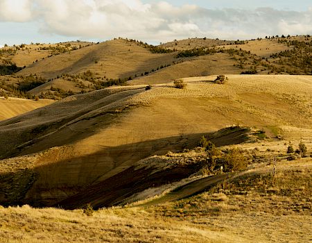 Rolling golden hills with patchy shrubs and trees under a cloudy sky, stretching toward distant ridgelines.